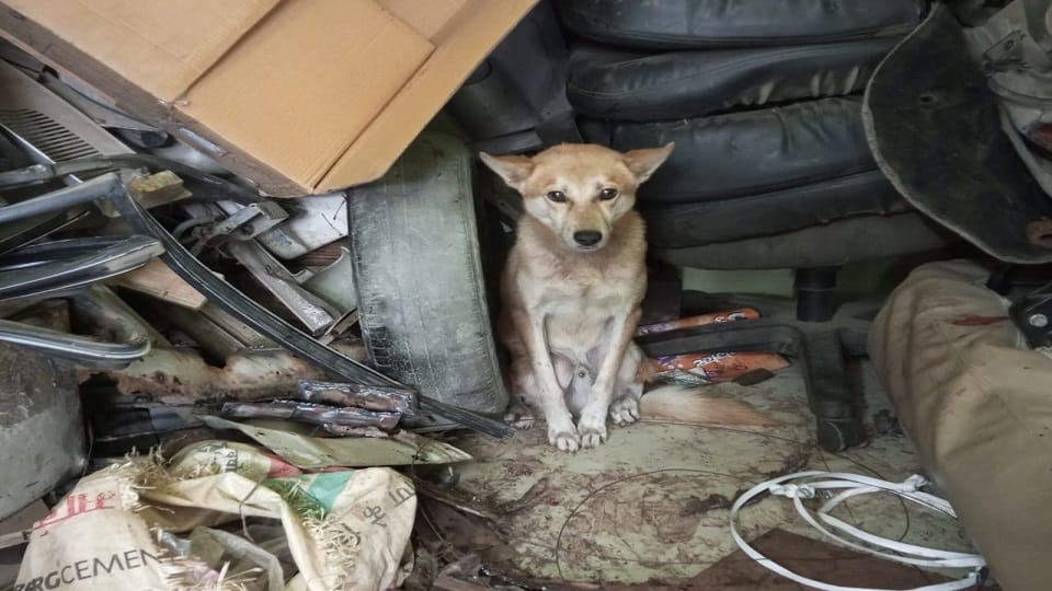 fox entered the shop