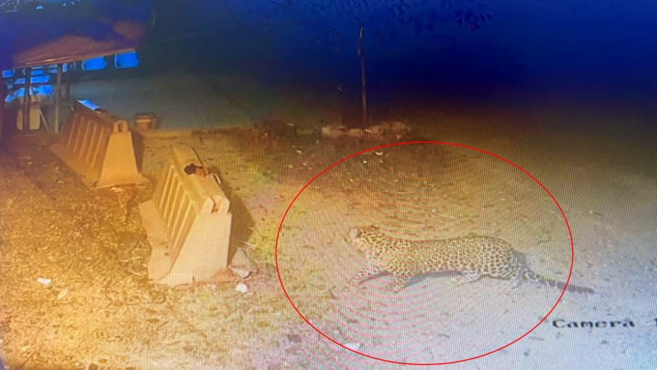 Dehradun News Leopard seen inside Jolly Grant Airport premises Run on Terminal