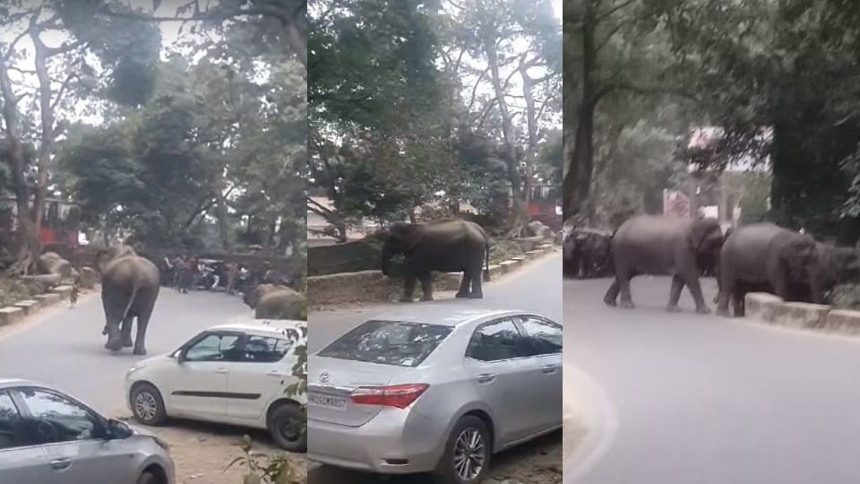 Kotdwar-Pauri NH Group of elephants Enter on Highway near Sidhbali temple devotees panic