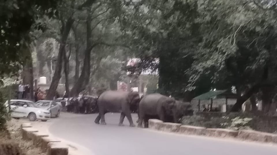 Kotdwar-Pauri NH Group of elephants Enter on Highway near Sidhbali temple devotees panic
