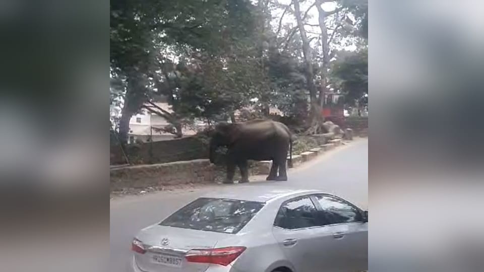 Kotdwar-Pauri NH Group of elephants Enter on Highway near Sidhbali temple devotees panic