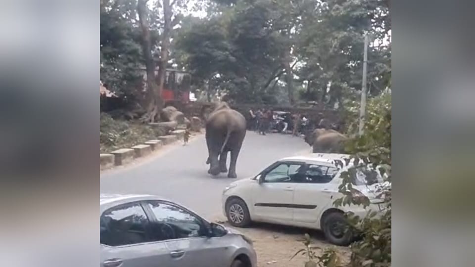 Kotdwar-Pauri NH Group of elephants Enter on Highway near Sidhbali temple devotees panic