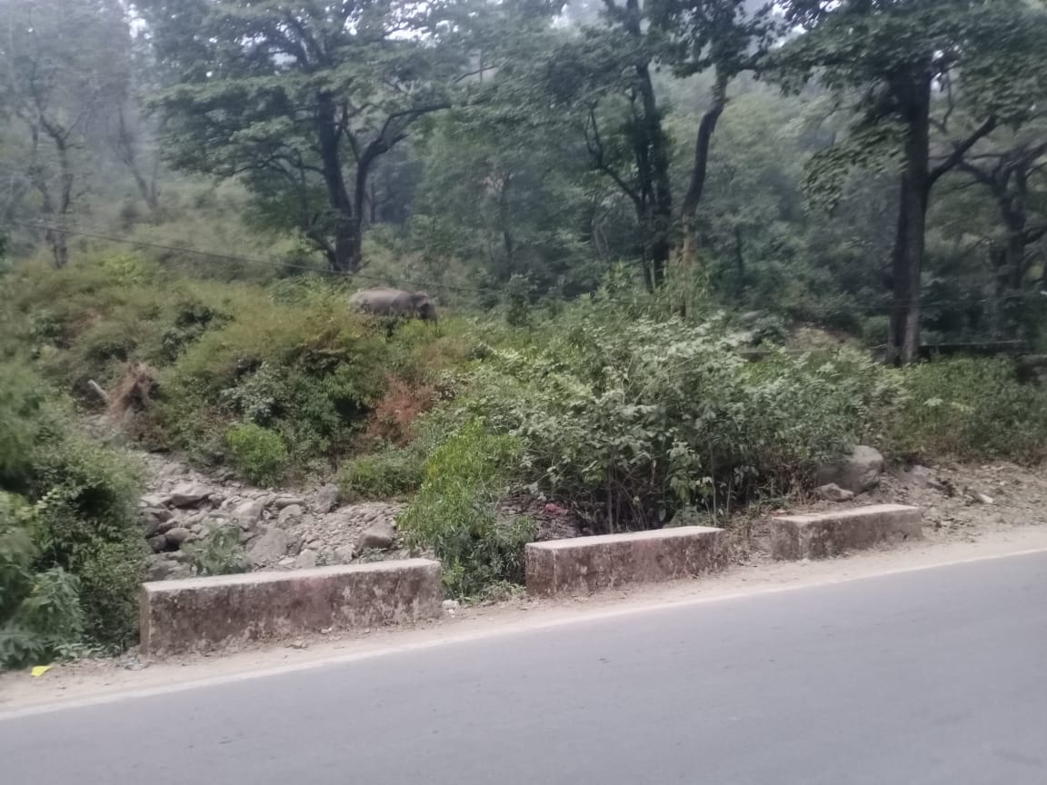 Kotdwar-Pauri NH Group of elephants Enter on Highway near Sidhbali temple devotees panic