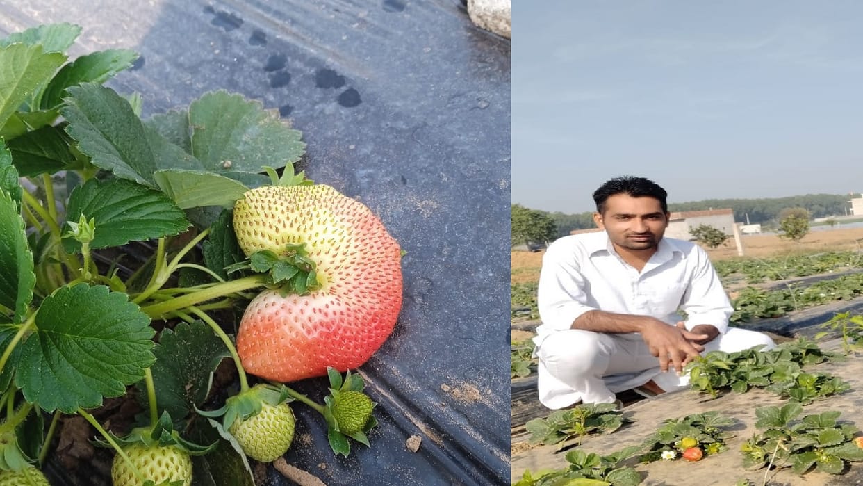 foreigners tasting strawberry of village Syahdwa of Hisar, more than 300 farmers are cultivating