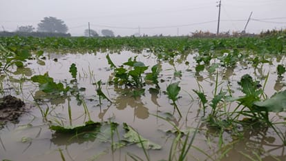 Farmers troubles increased due to heavy rains, damage to wheat and mustard crops
