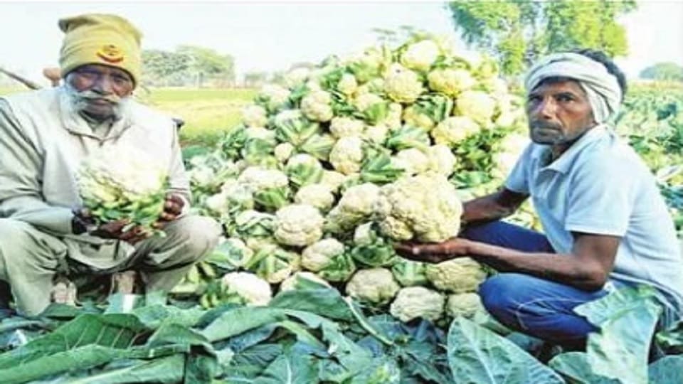 vegetable of Chang in bhiwani taste amazing, Dreams of producers fulfilled, farmers earning lakhs year