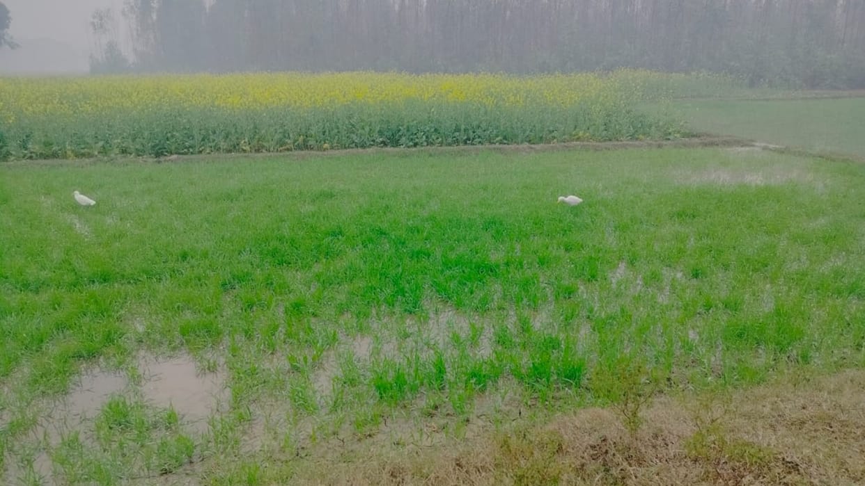 Farmers troubles increased due to heavy rains, damage to wheat and mustard crops