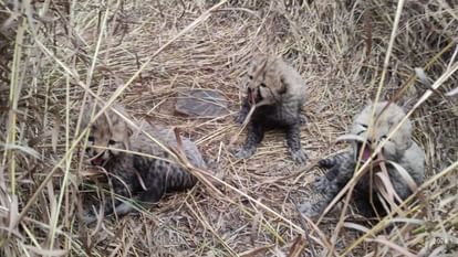 Kuno National Park Video: Namibian Cheetah Asha Gives Birth To Three Cubs News in Hindi