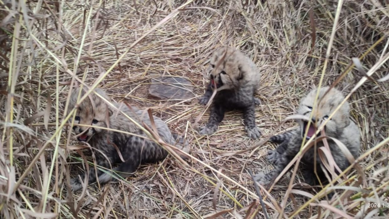 Kuno National Park Video: Namibian Cheetah Asha Gives Birth To Three Cubs News in Hindi