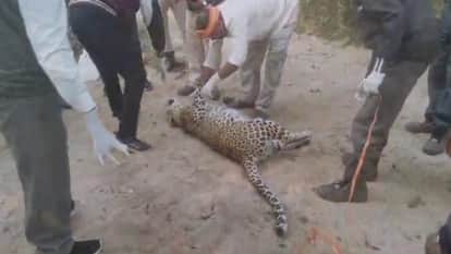 Balaghat News Leopard hunted by electrocution a hunter arrested