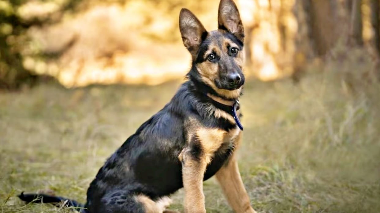 Ujjain News Foreign visitor bitten by dog in Mahakal temple