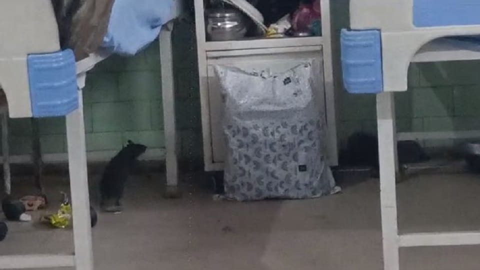 Patients troubled by rats in the wards of the district hospital Bareilly