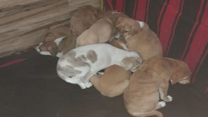 woman saved 10 puppies left behind wrapped in a sheet