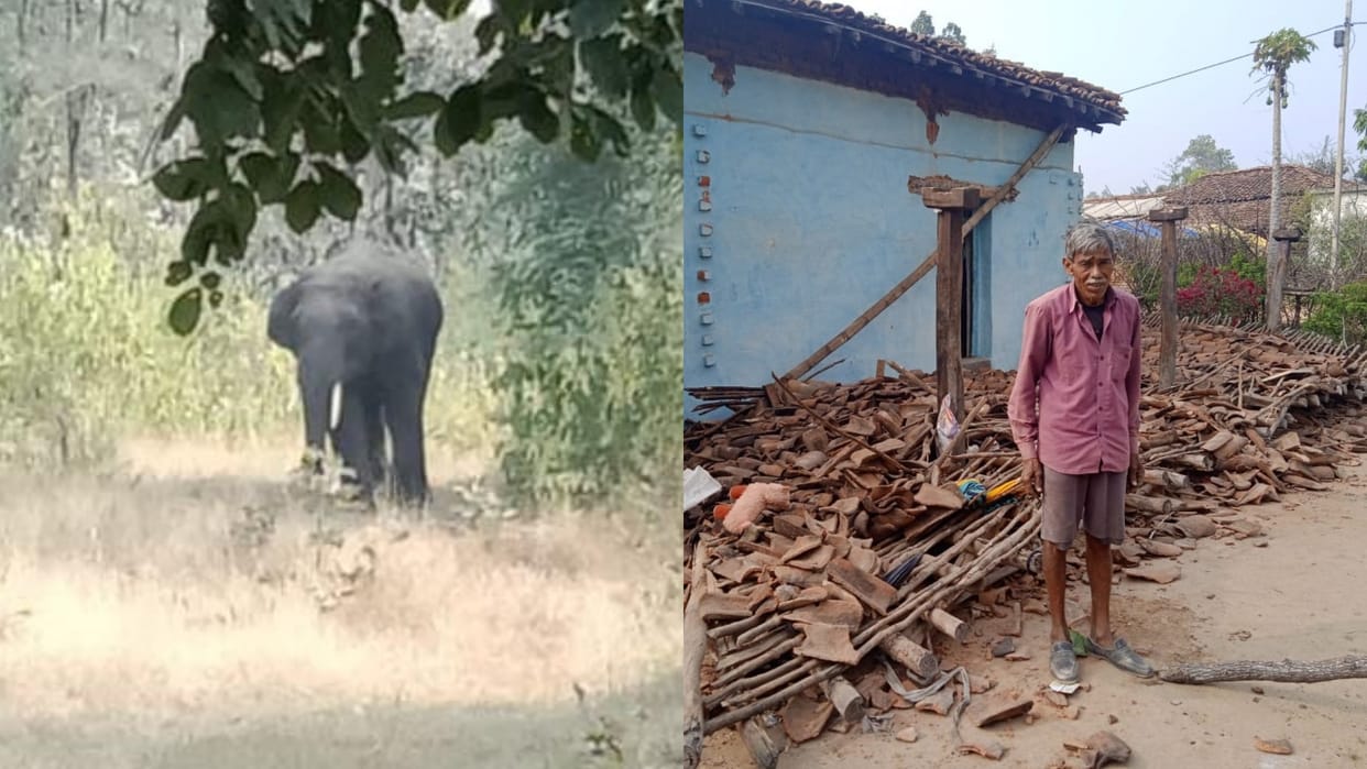 Anuppur News Elephant vandalized three houses in Pacharipani