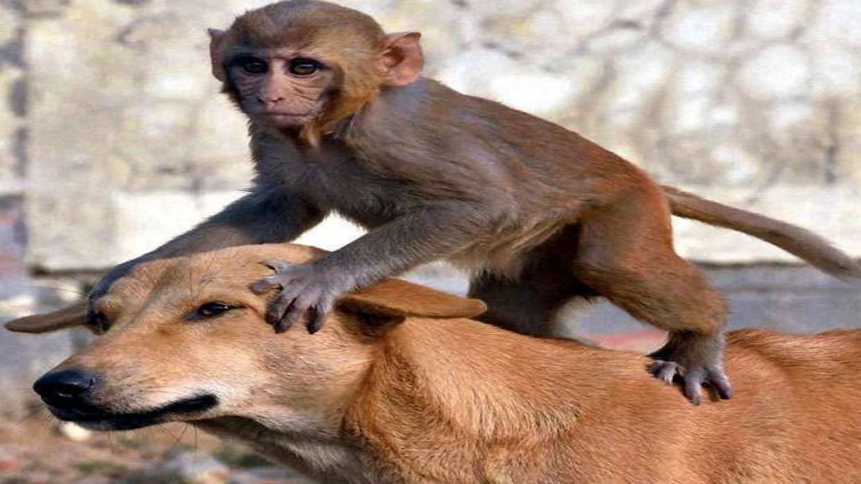 Ujjain District Hospital Not only dogs but people are coming to get treatment for cat and monkey bites