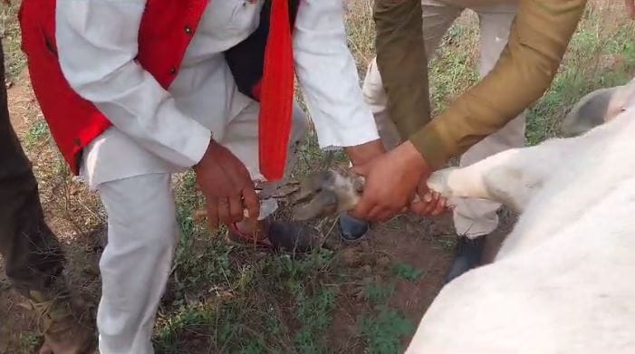 Nails were hammered into the feet of cows in Deori Nizam village of Damoh.