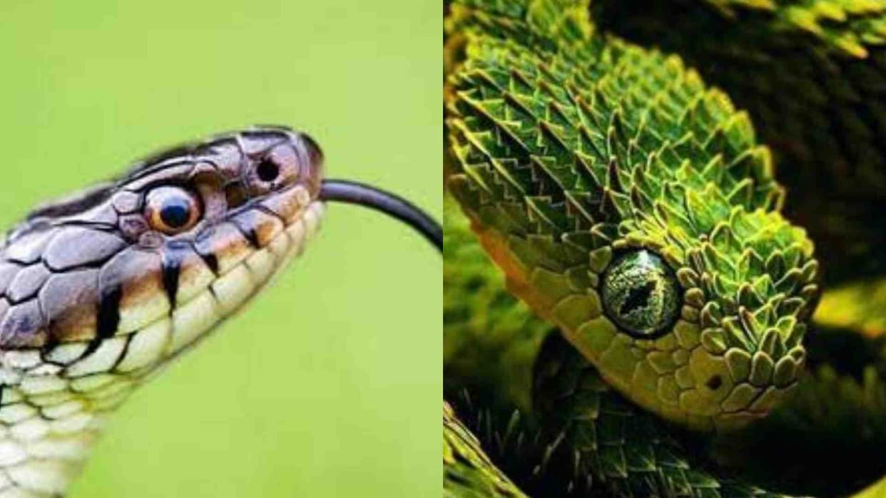 After the approval of the government, the state's first serpentarium will be built in Ujjain.