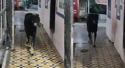 Gaya News: Bhairav (dog) has been circling Shiva temple for three days; Crowd of devotees gathered, Bihar