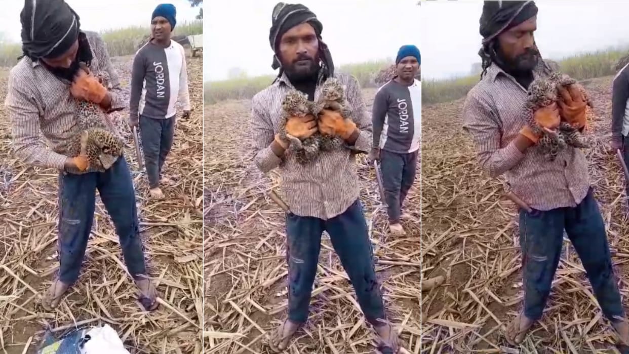 Guldar and two cubs found in field in village of Bijnor, an atmosphere of panic among villagers