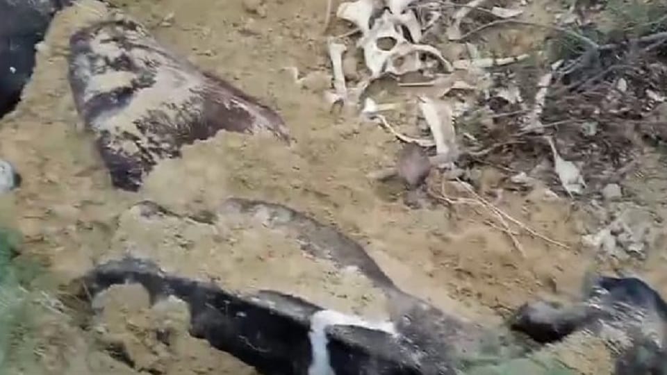 Dead bodies of cows found in cowshed