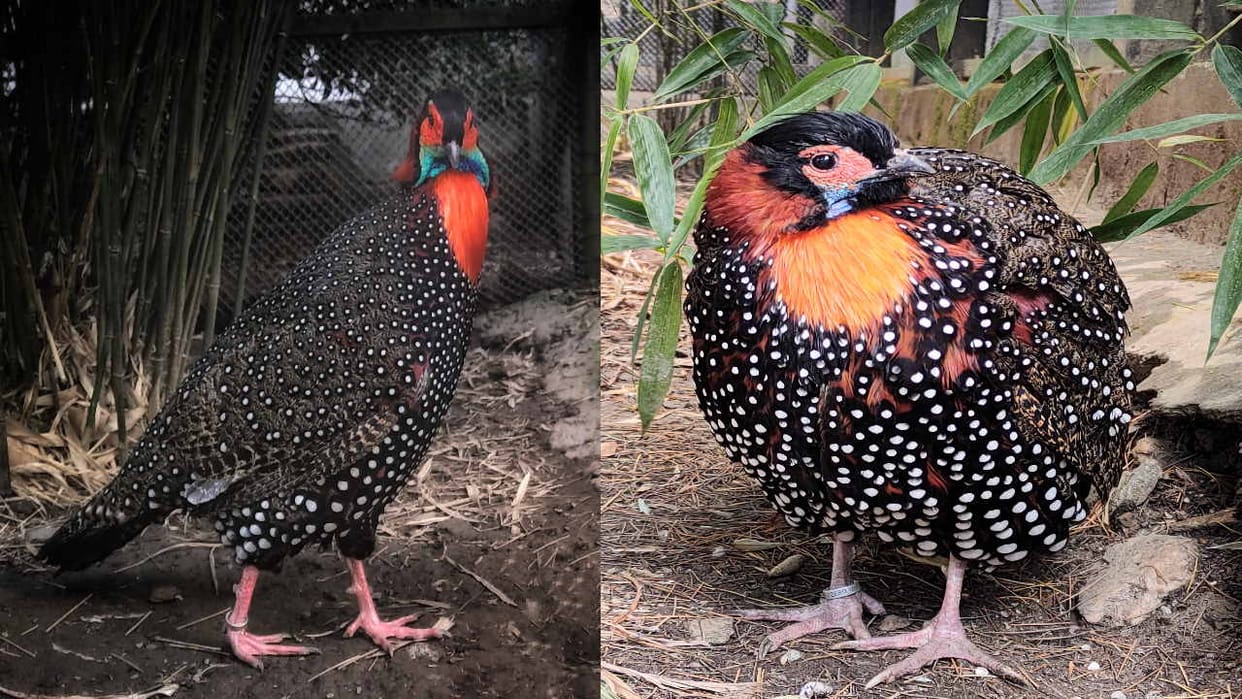 State bird Jujurana's family increased, number reached 46 in Sarahan Bird Sanctuary