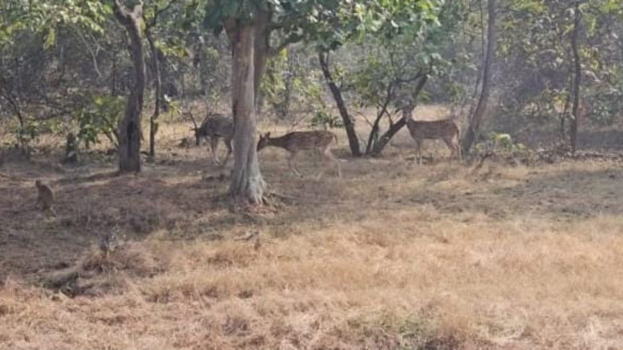 Rani Durgavati Tiger Reserve Damoh 50 percent concession on safari for tourists
