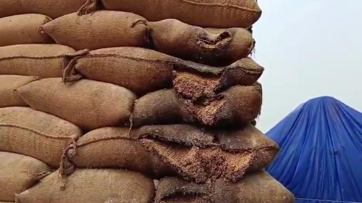 Umaria News Khutar Open Camp wheat depends on God more than 50 percent spoiled