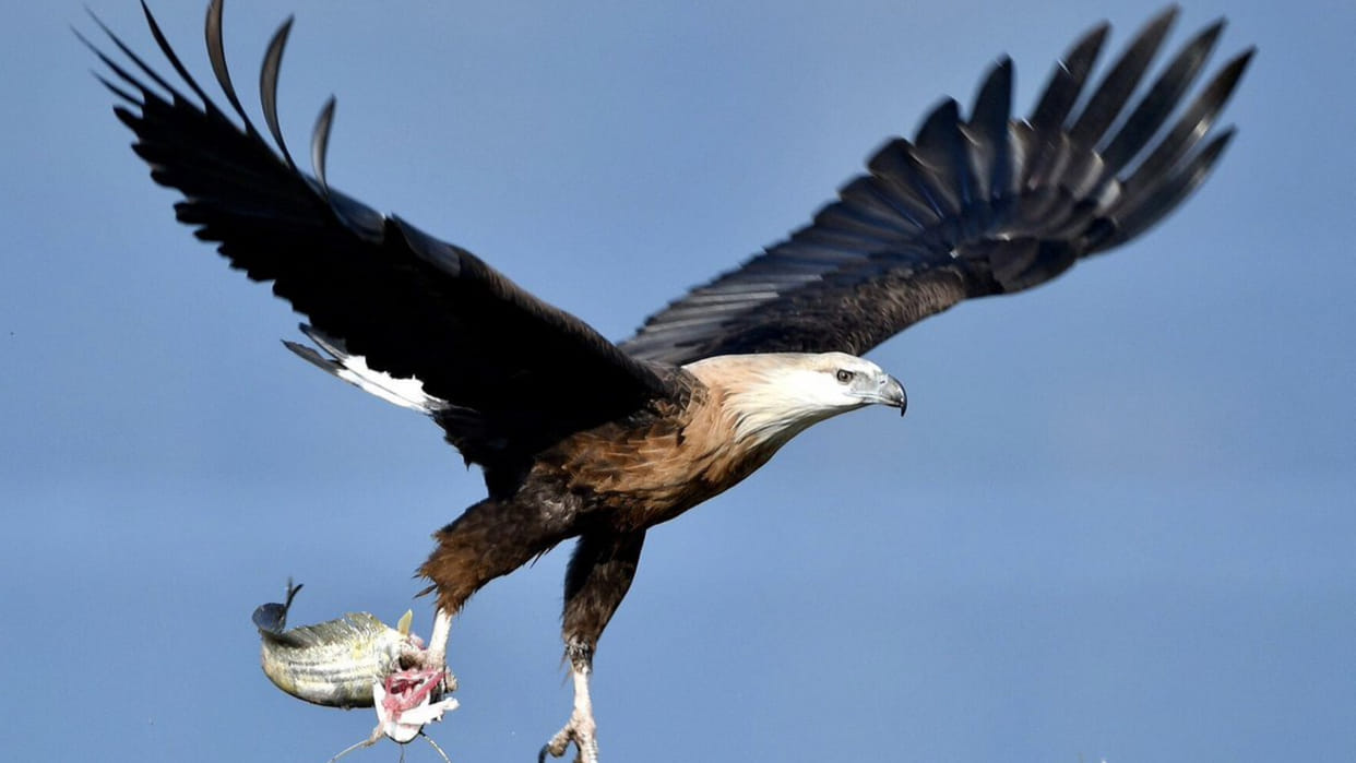 Endangered eagle species among 11 lakh birds sighted in Odisha's Chilika Lagoon