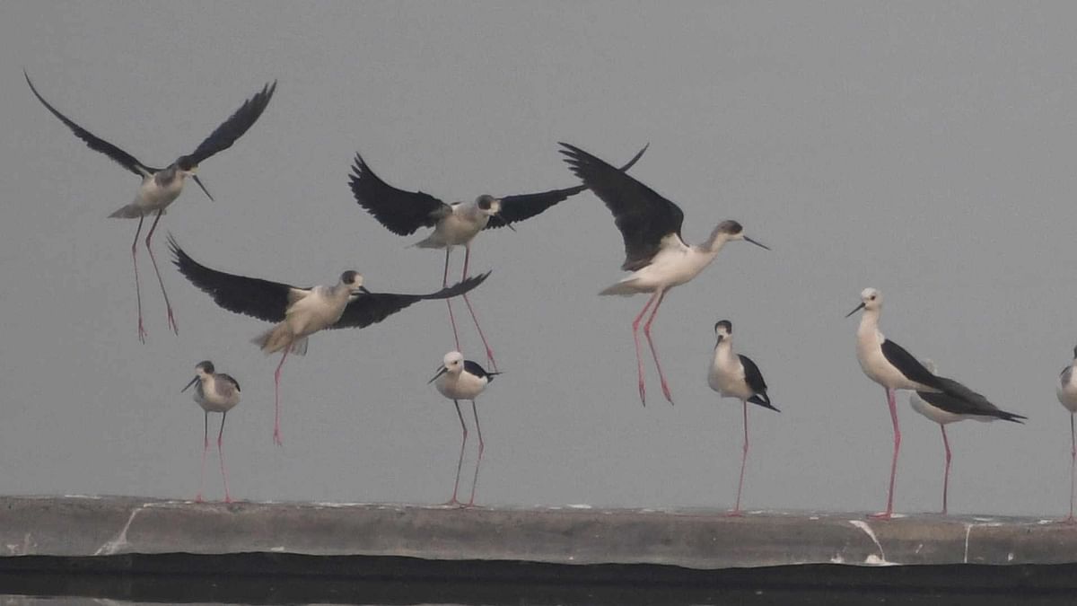 Number Of Migratory Birds Has Decreased Due To Pollution In Bareilly - Amar Ujala Hindi News Live - Migratory Birds:शहरीकरण और प्रदूषण की वजह से प्रवासी पक्षियों ने मुंह मोड़ा, गौरैया भी बना रही दूरी