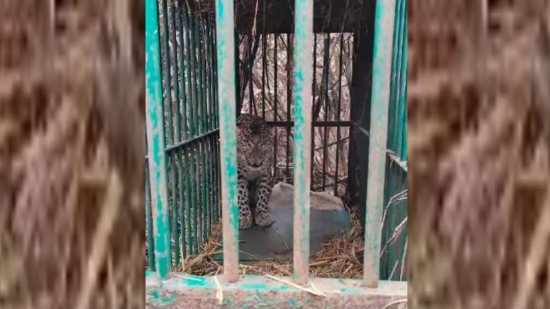 Leopard get caught Lalnagar Sipahia in Balrampur.