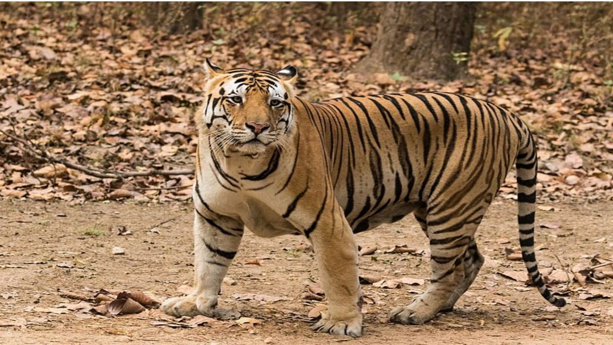The tiger ate the tigress cub in ramnagar