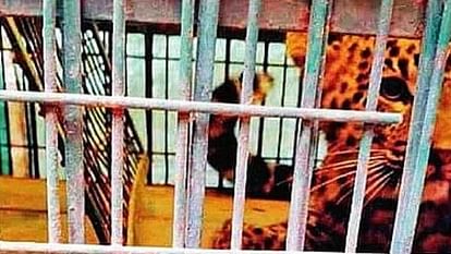Moradabad: Villagers showed courage, locked leopard in house, forest department rescued after eight hours