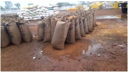 बारिश में भीगी लाखों रुपये की धान।