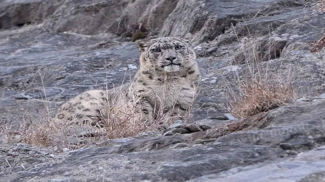 snow leopard caught on camera in Lahaul, census will be done again