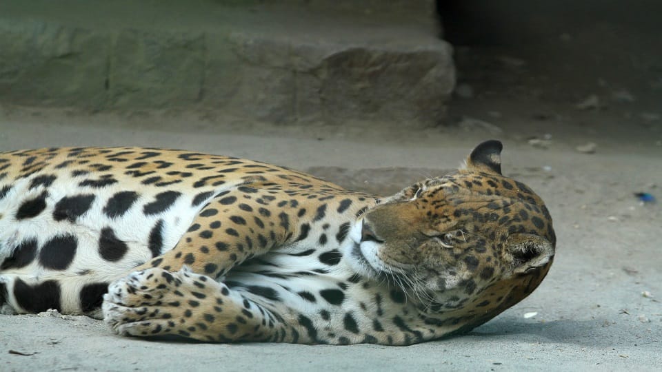 Zoo management in Delhi made special arrangements to protect wildlife from cold