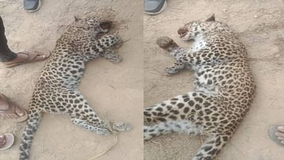 female leopard was found dead in ravines of Chambal in Agra Injuries were found on its head and legs