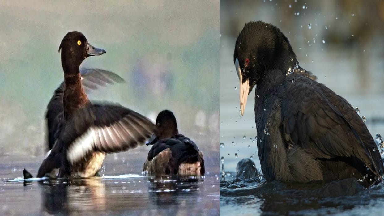 Tufted duck and coot bird have knocked in Chambal Sanctuary of Agra