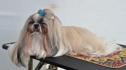 Dog Show: श्वान अमेरिकन काकर ने जमाई धाक, मिला पहला स्थान, 200 डॉग ने किया प्रतिभाग Dog American Kakar made a splash in Ozone City dog show, got first place