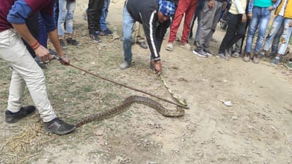 Pilibhit News: जन आरोग्य मेले में स्वास्थ्यकर्मी कर रहे थे लोगों की जांच, तभी आ गया अजगर, मची भगदड़ Panic spread among people due to python in Jan Arogya Mela