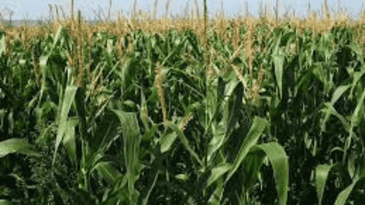 600 quintals of maize got drenched due to lack of shed in the market