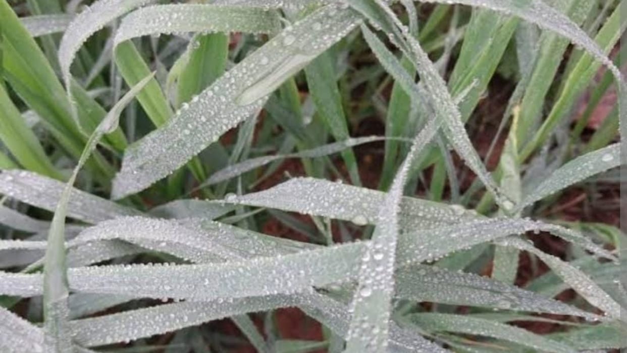 MP Weather Update: Temperature torture continues in the state, rain increases cold