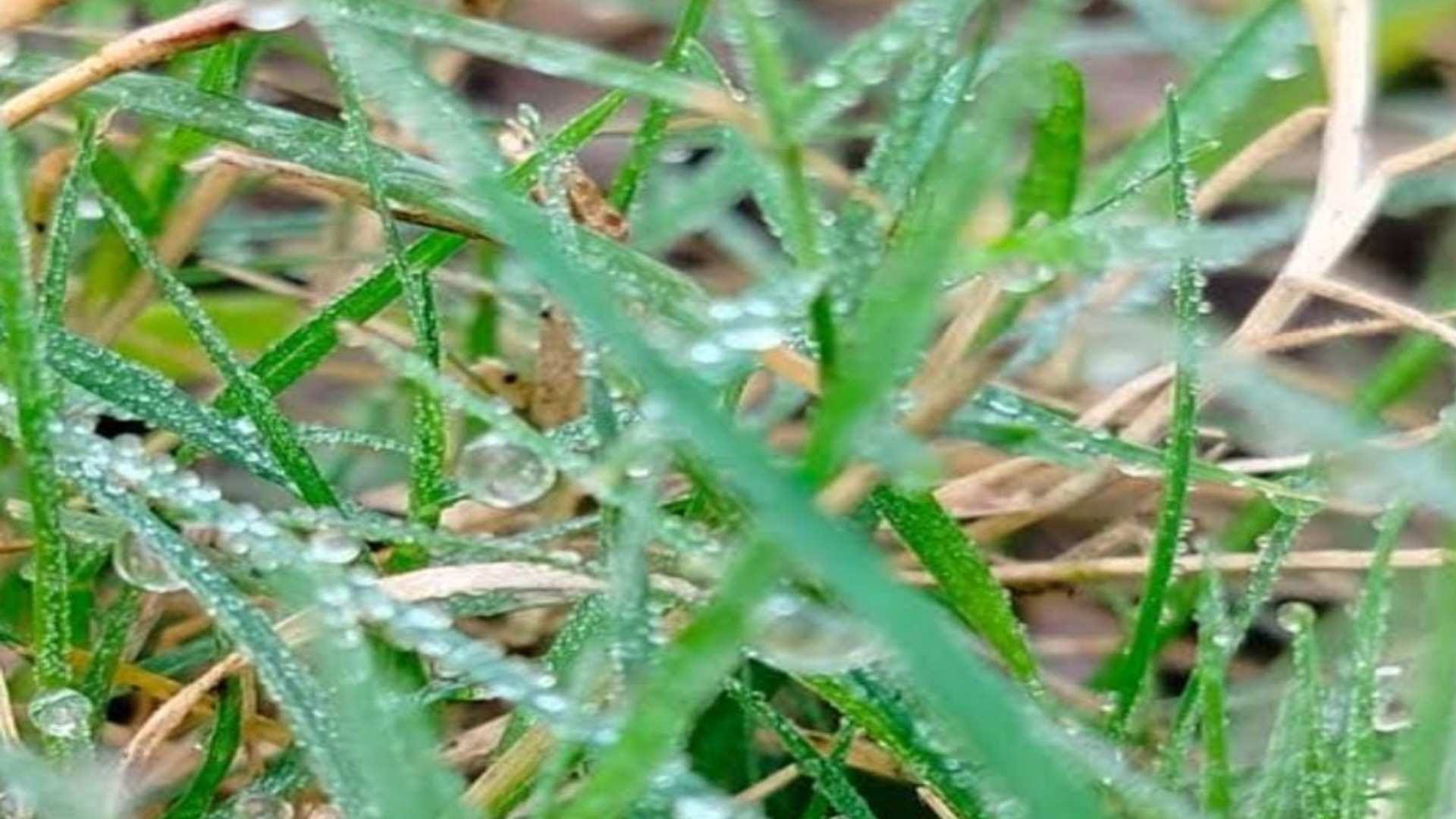 MP Weather Update: Temperature torture continues in the state, rain increases cold