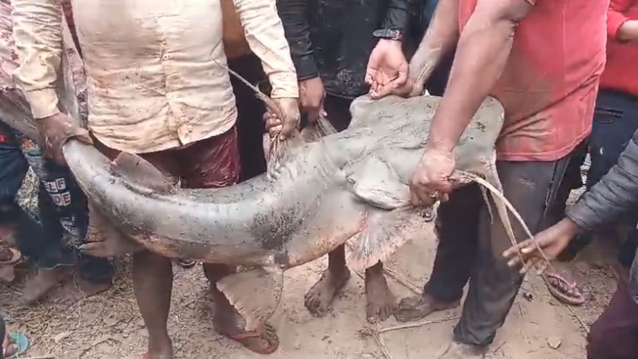 people caught and killed Gonch fish in mau