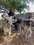 Ravindra Jadeja, drove, bullock cart, shared video, on Instagram, watch video