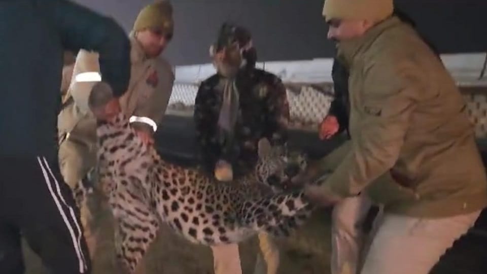 Amroha: Leopard died after being hit by a vehicle on the highway in Gajraula, age was three years.