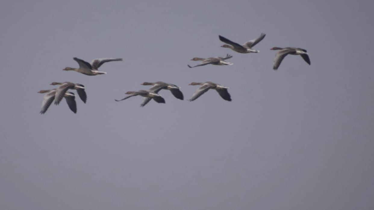 Migratory birds will be counted in uttarakhand through e-bird app