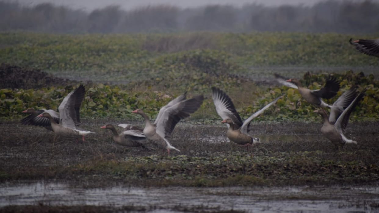 Hastinapur century is buzzing with migratory birds are seen playing around in the lakes