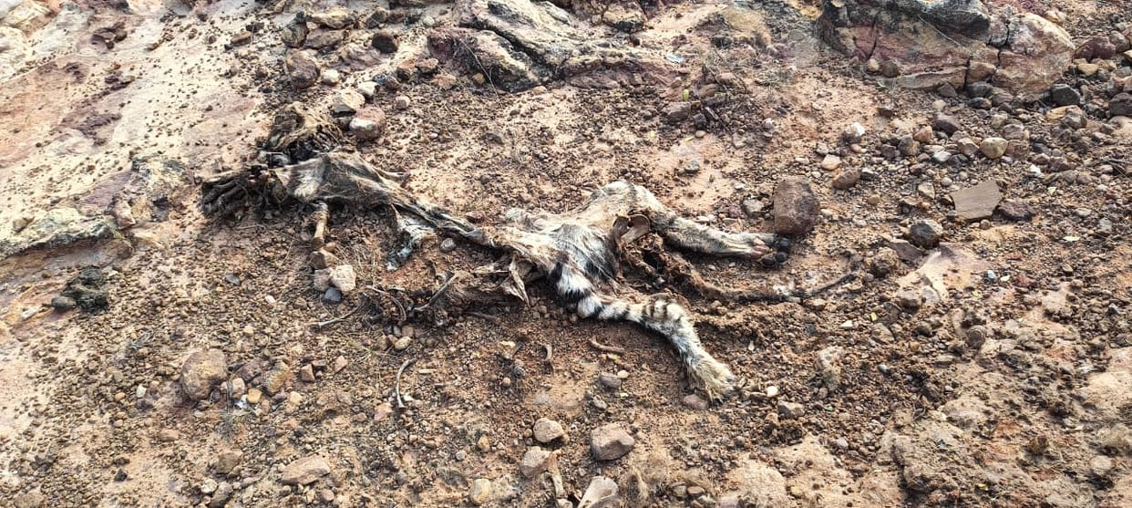 Bandhavgarh Tiger Reserve: Skeleton of tiger cub found, management worried