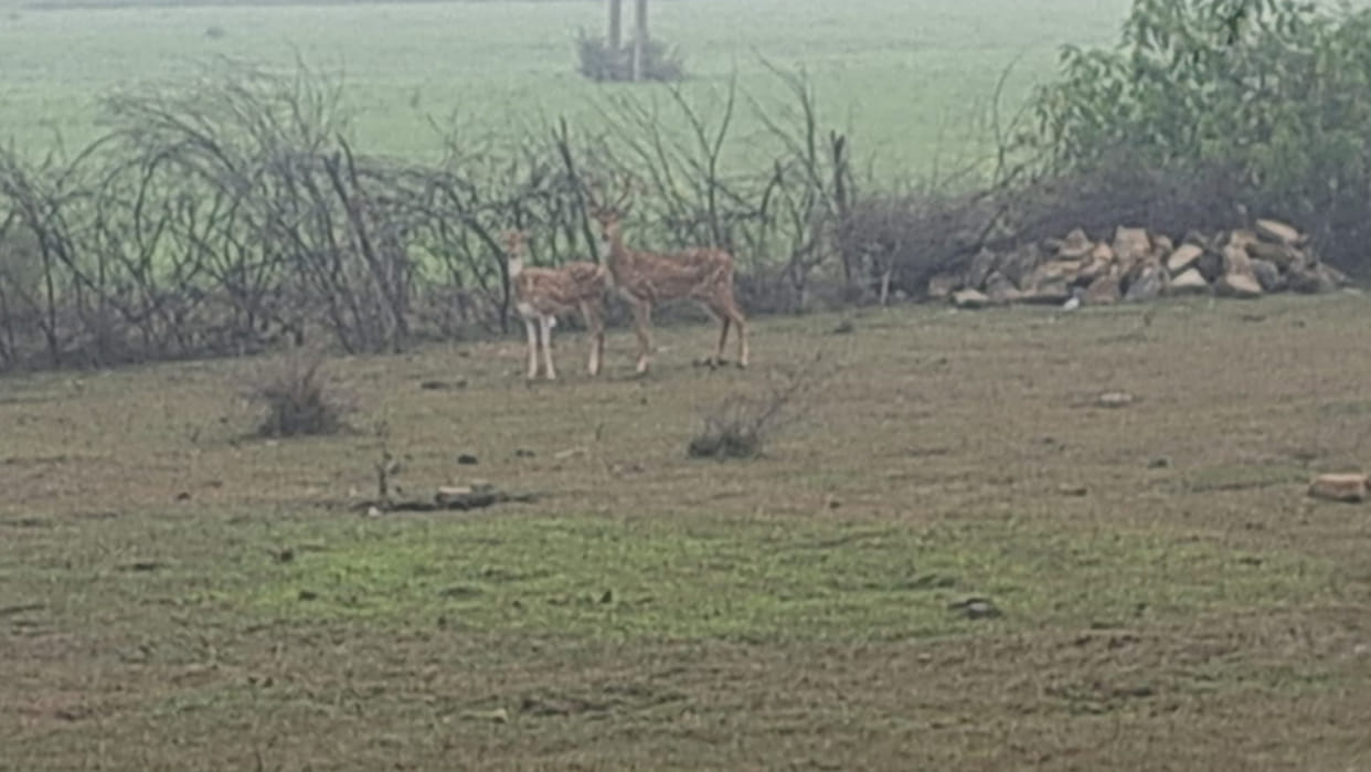 Herd of deer seen amidst dense fog in Damoh