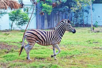 Indore: Indore Zoo got zebra instead of white tiger, came from Jamnagar